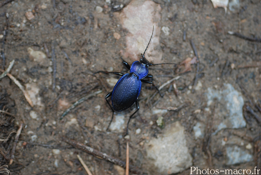 Carabus problematicus